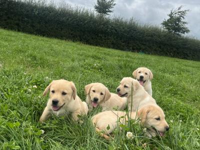 Beautiful Golden Labrador puppies in Kildare