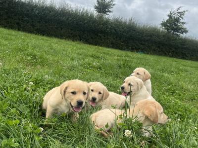 Beautiful Golden Labrador puppies in Kildare
