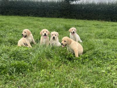 Beautiful Golden Labrador puppies in Kildare