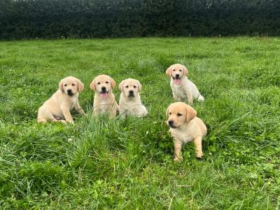 Beautiful Golden Labrador puppies in Kildare
