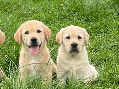 Beautiful Golden Labrador puppies in Kildare
