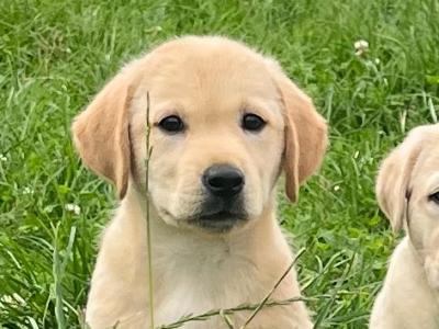 Beautiful Golden Labrador puppies in Kildare