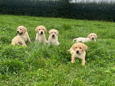 Beautiful Golden Labrador puppies in Kildare