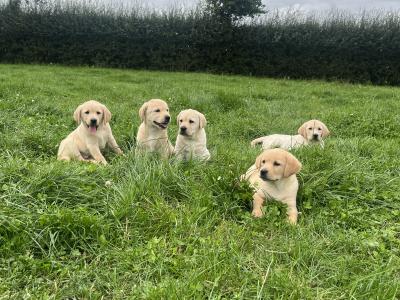 Beautiful Golden Labrador puppies in Kildare