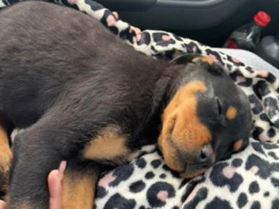 Male Purebred Rottweiler puppy in Dublin