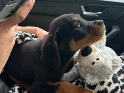 Male Purebred Rottweiler puppy in Dublin