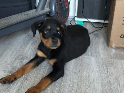Male Purebred Rottweiler puppy in Dublin