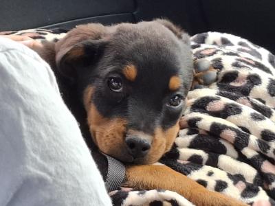 Male Rottweiler puppy in Dublin