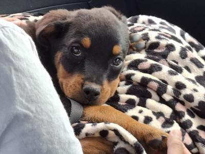 Male Rottweiler puppy in Dublin