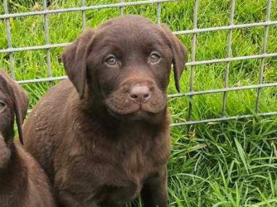 Chocolate Labrador puppies in Tipperary