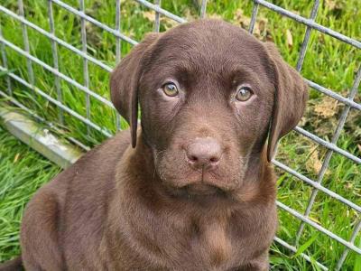 Chocolate Labrador puppies in Tipperary