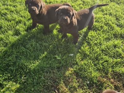 Chocolate Labrador puppies in Tipperary