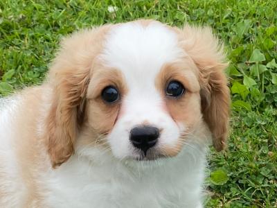 Female miniature Cavachon puppy for sale in Carlow