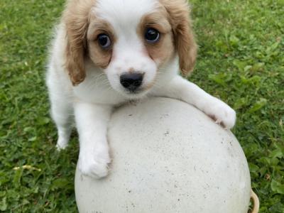 Female miniature Cavachon puppy for sale in Carlow