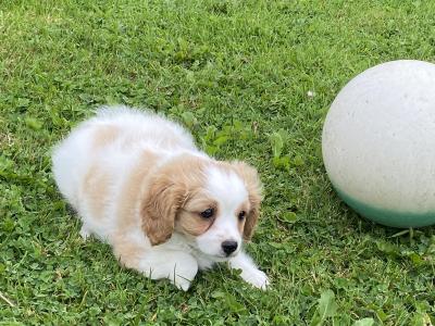 Female miniature Cavachon puppy for sale in Carlow