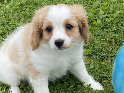 Female miniature Cavachon puppy for sale in Carlow