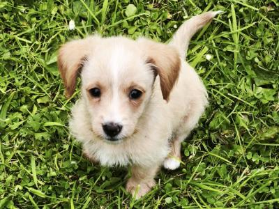 Jack Russell X Poodle puppies in Carlow