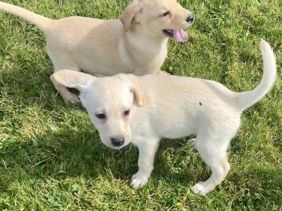 2 Beautiful golden Labrador puppies in Wexford