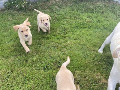 2 Beautiful golden Labrador puppies in Wexford