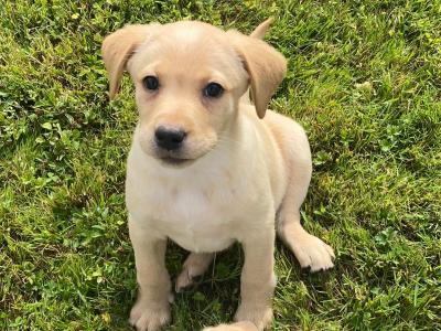 2 Beautiful golden Labrador puppies in Wexford
