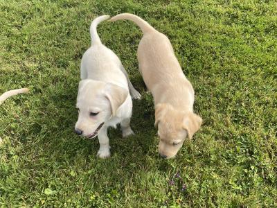 2 Beautiful golden Labrador puppies in Wexford
