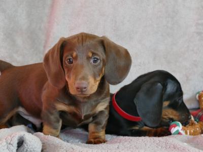 Pra Cord 1 Clear, IKC Registered, Miniature Smooth Dachshund puppies .