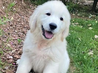 IKC Registered Golden Retriever puppies in Waterford - health tested