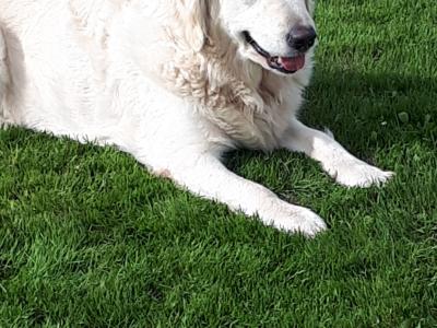 IKC Registered Golden Retriever puppies in Waterford - health tested
