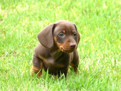 Pra Cord 1 Clear, IKC Registered, Miniature Smooth Dachshund puppies .