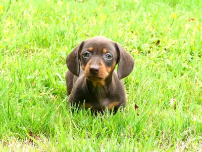 Pra Cord 1 Clear, IKC Registered, Miniature Smooth Dachshund puppies .
