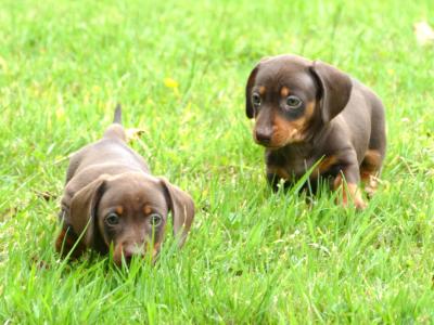 Pra Cord 1 Clear, IKC Registered, Miniature Smooth Dachshund puppies .