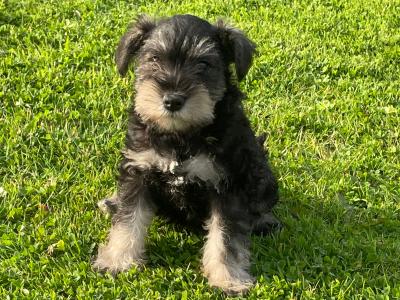 IKC Registered miniature Schnauzer puppies in Laois