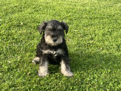 IKC Registered miniature Schnauzer puppies in Laois