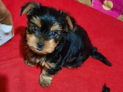 Introducing Adorable purebred Yorkshire Terriers, Charlie, Ringo, Poppy and Tara