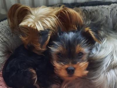 Introducing Adorable purebred Yorkshire Terrier puppies, Charlie, Ringo, Poppy and Tara