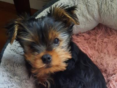 Introducing Adorable Purebred Miniature Yorkshire Terrier puppies, Charlie, Ringo, Poppy and Tara