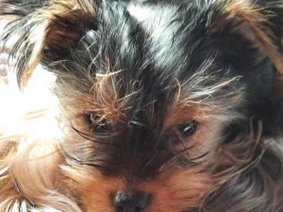 Introducing Adorable Purebred Miniature Yorkshire Terrier puppies, Charlie, Ringo, Poppy and Tara