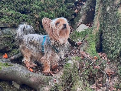 Introducing Adorable Purebred Miniature Yorkshire Terrier puppies, Charlie, Ringo, Poppy and Tara