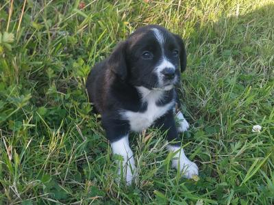 Labrador/ Collie puppies – 2 Left