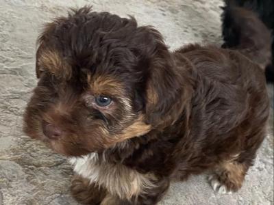 Beautiful Rare Morkie puppies in Mayo