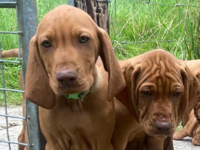 Pedigree Hungarian Vizsla puppies IKC registered for sale in Cork