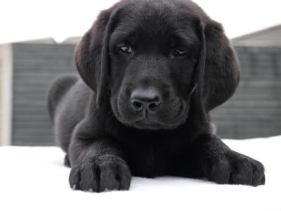 World Dog Show Winner Line Labrador puppies IKC Registered for sale in Carlow