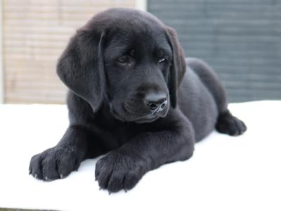 World Dog Show Winner Line Labrador puppies IKC Registered for sale in Carlow