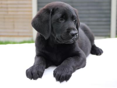 World Dog Show Winner Line Labrador puppies IKC Registered for sale in Carlow