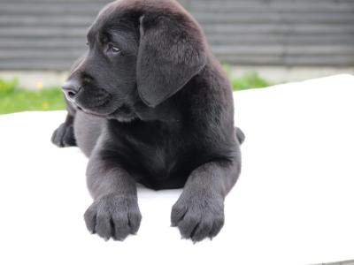 World Dog Show Winner Line Labrador puppies IKC Registered for sale in Carlow