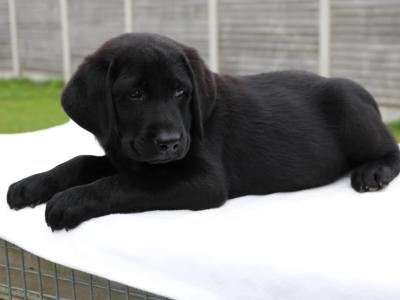 World Dog Show Winner Line Labrador puppies IKC Registered for sale in Carlow