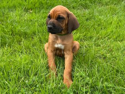 Rhodesian Ridgebacks in Wicklow