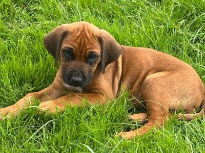 Rhodesian Ridgebacks in Wicklow