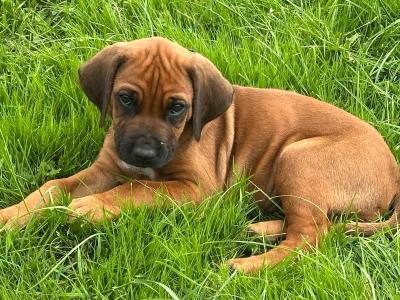 Rhodesian Ridgeback puppies in Wicklow