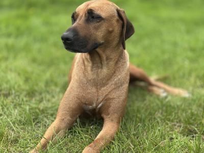Rhodesian Ridgebacks in Wicklow